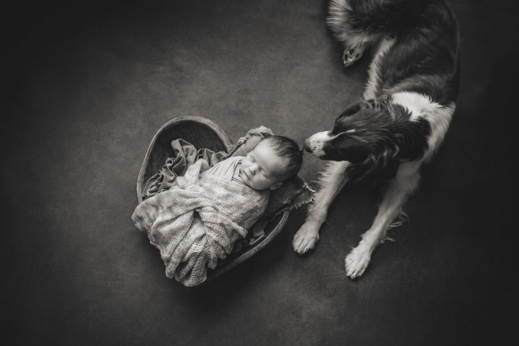 A newborn in a heart shaped bowl with the family dog during his photo session with Marin County photographer, Anna Munandar.