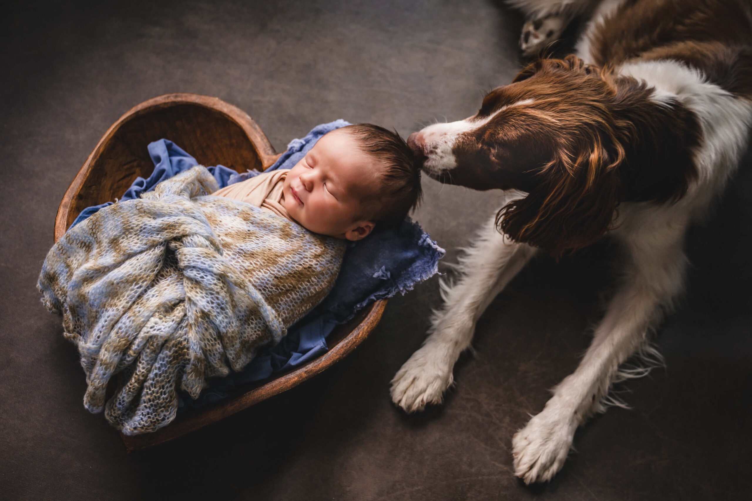 A sleeping newborn baby in a wooden heart shaped bowl as a border collie sniffs his head wrapped in a blue knit blanket after meeting nannies in san francisco